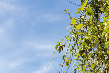 Obraz premium Green leaves and blue cloudy sky on a tropical Bali island, Indonesia.