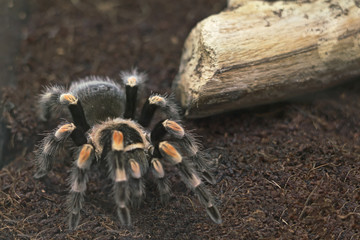 Tarantula.