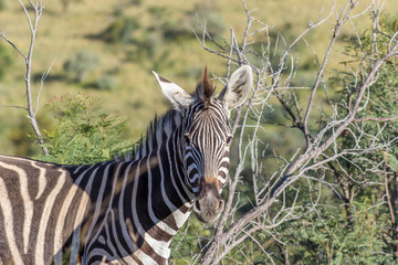 Burchells zebra (Equus quagga)