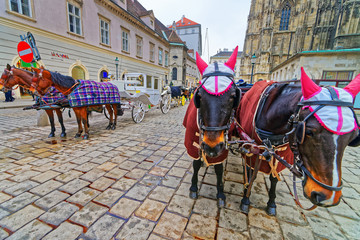 Fototapeta na wymiar Team of horses and their coach near Stephansplatz Vienna