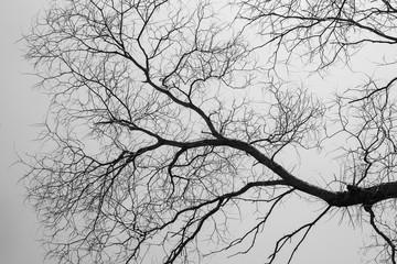 Tree branches contour on grey sky