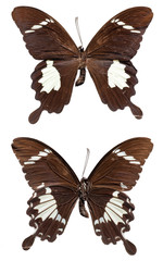 Top View of Spread Butterfly