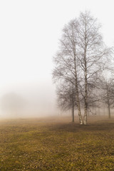 Fototapeta na wymiar Mist and tree