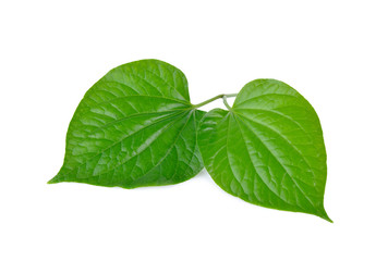 Fototapeta na wymiar fresh wildbetal leafbush with stem on white background