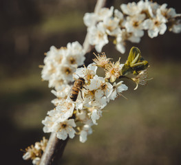 Bee on the blossoming branch of a fruit tree