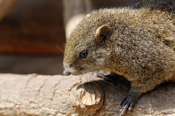 squirrel(Callosciurus)