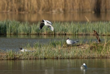Gulls in the fight for place