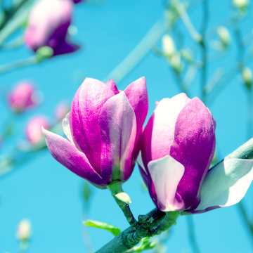  Pale Pink Magnolia Flower