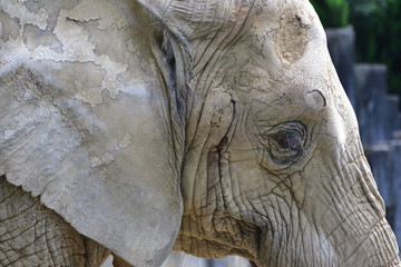 Obraz premium Elephant