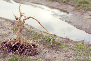 environmental problem of lack of moisture/ Thirsty tree roots, reaching for a source of water in a puddle