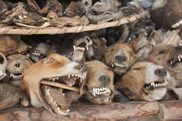 Dog Heads and Voodoo paraphernalia, Akodessawa Fetish Market, Lomé, Togo / This market is located in Lomé, the capital of Togo in West Africa and is is largest voodoo market in the world.