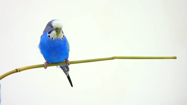 budgie isolated on white screen
