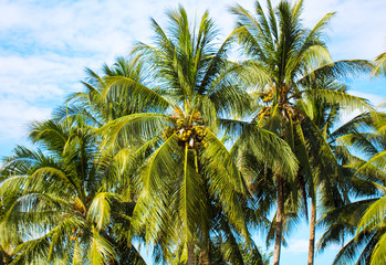 Fototapeta na wymiar Tropical landscape with palm tree and cloudy sky. Coconut palms garden.