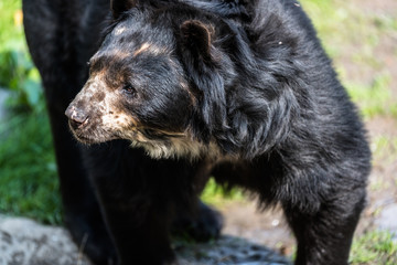 Black bear sitting on a rock and eating