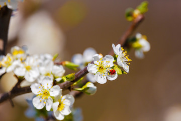 Ladybug, which gets pollen from flower plum
