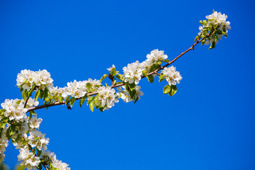 beautiful plum blossom on blue sky