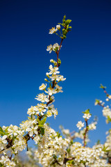 beautiful plum blossom on blue sky