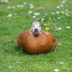 Ruddy Shelduck, orange duck on the grass, Tadorna ferruginea
