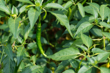 Green fresh hot chili on tree, closeup focus.