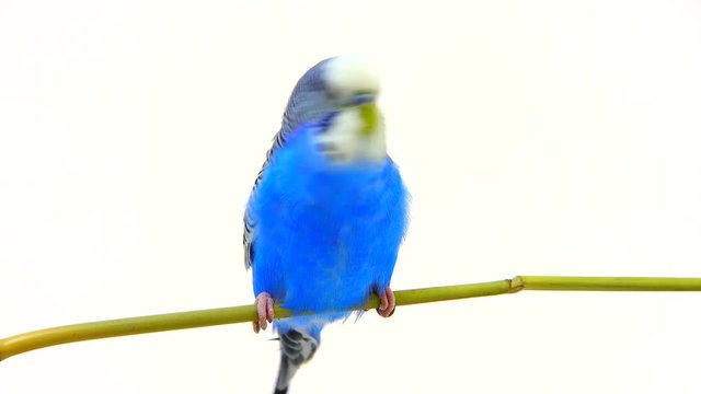 budgie isolated on white screen