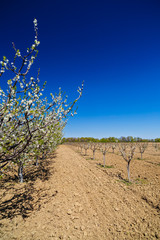 landscape with a beautiful orchard of plum trees in bloom, spring