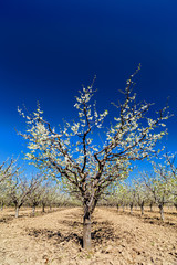 Naklejka premium landscape with a beautiful orchard of plum trees in bloom, spring