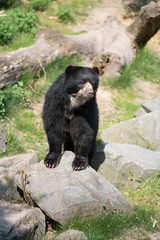 Obraz na płótnie Canvas Black bear sitting on a rock and eating