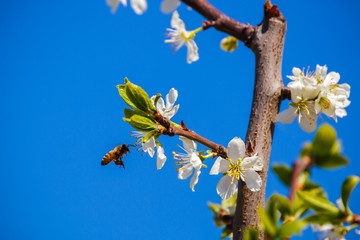 bee gathering pollen plum orchard