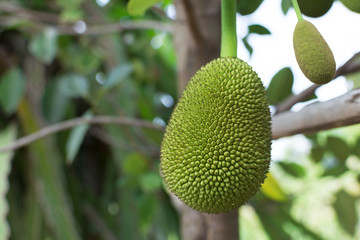 Close up Jackfruit fresh on tree, Thai fruit.