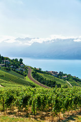 Fototapeta na wymiar Lavaux Vineyard Terraces route Switzerland