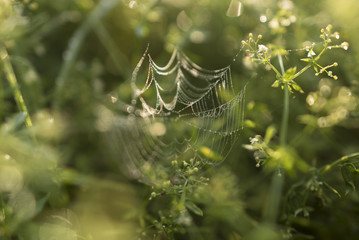 Spinnennetz im Morgentau
