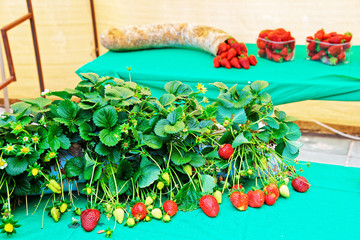 Strawberry composition on table