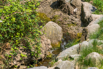 River or creek in black bear territory