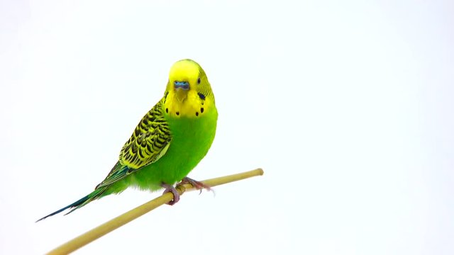 budgie isolated on white screen