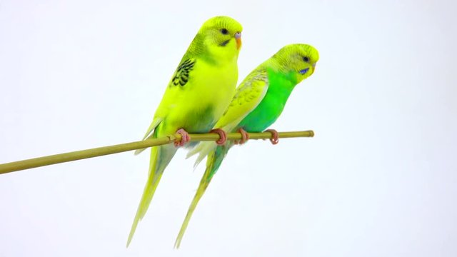 budgie isolated on white screen