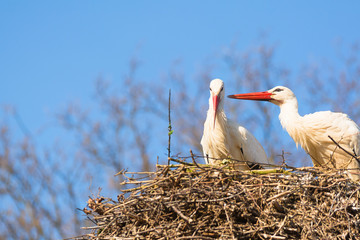 Brütender Storch in einem Nest