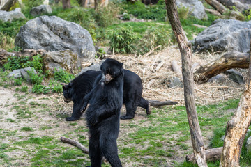 Bear cubs playing and fighting standing up on 2 legs