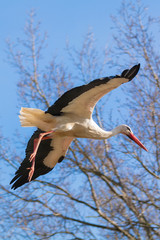 Ein fliegender Storch