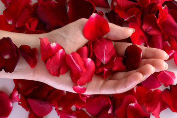 Beautiful woman hand among red petals. Close up