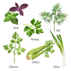 Basil, parsley and dill, fresh cilantro, stem of chive, celery - obrazy, fototapety, plakaty