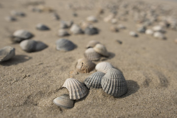 Muschel am Strand