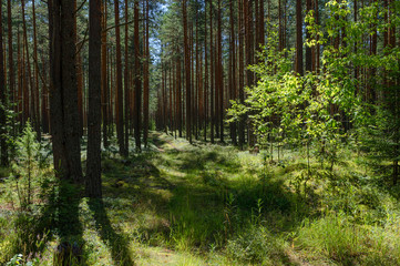 Summer nature landscape with sunlight on trees in pine forest