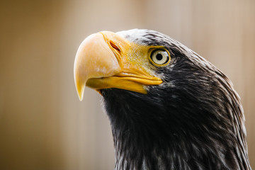 eagle
