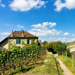 Chalet in Lavaux Vineyard Terraces hiking trail Lavaux Oron