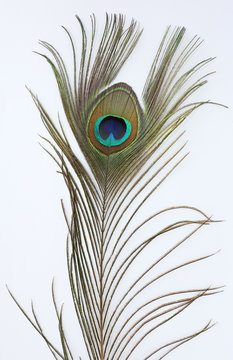 Peacock feather on white background
