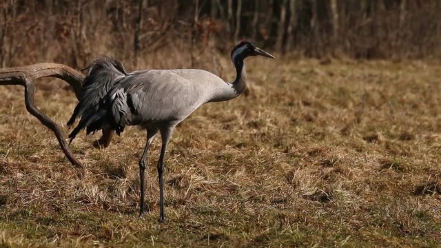 Couple of common Cranes on ground dancing, feeding and mating. Bird Cranes preparing a nest for new generation.