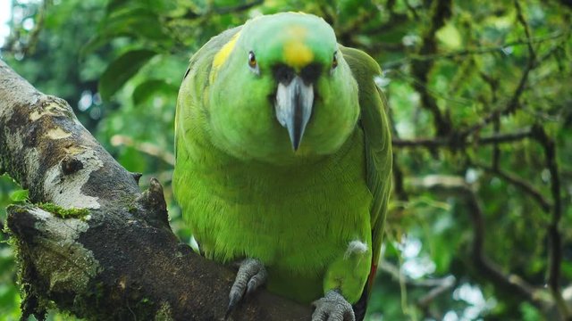 Green yellow naped parrot standing on branch