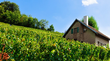 Chalet and Lavaux Vineyard Terraces hiking trail Swiss