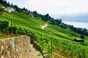 Naklejka premium Countryside in Lavaux Vineyard Terrace hiking trail Switzerland