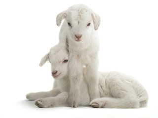 Fototapeta premium two goat